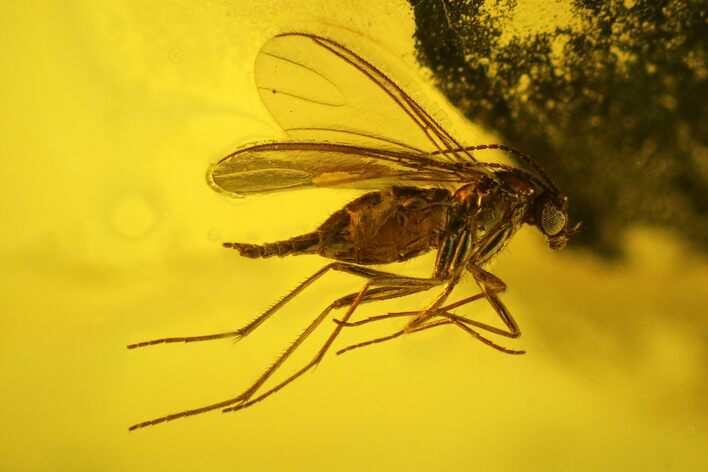 Fossil Fly (Diptera) In Baltic Amber #150732